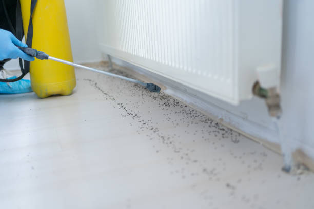 Best Rat Extermination Near Me  in Turnersville, NJ