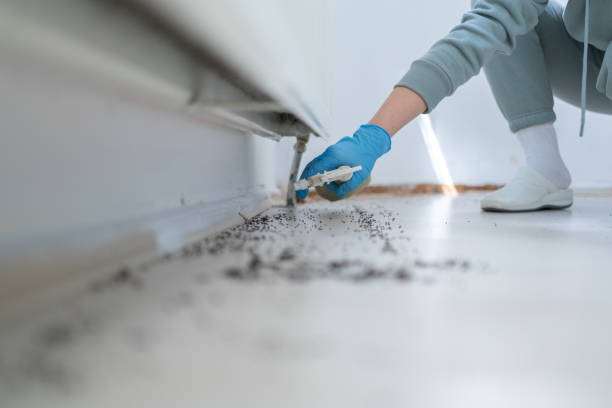Best Affordable Pest Control Services  in Turnersville, NJ